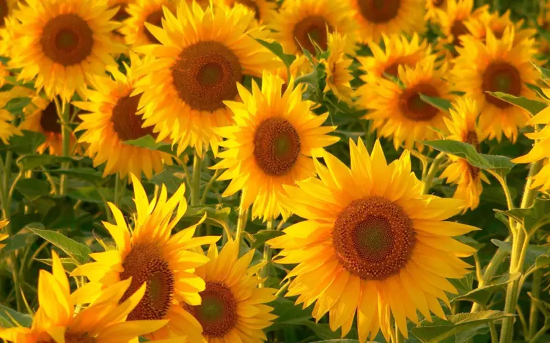 Jubileummiddag Zonnebloem Ureterp e.o.