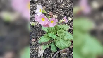 Stinzenplanten rondleiding