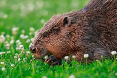 Lezing over de bever door Harrie Bosma