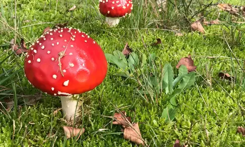 Paddenstoelenwandeling De Slotplaats