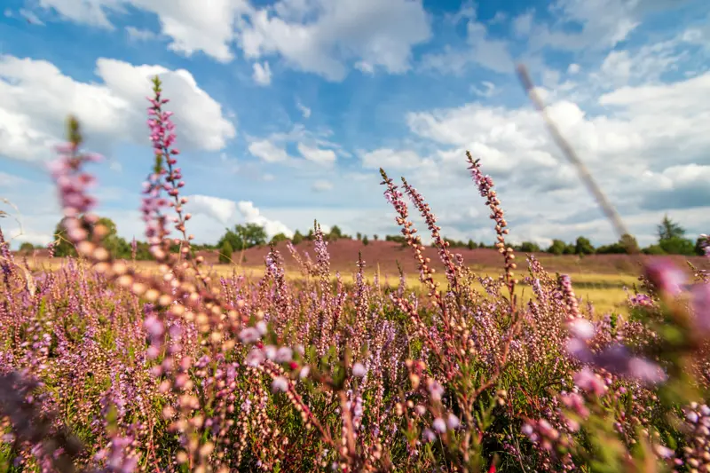 Vrijwilliger Heidebeheer Beetsterzwaag